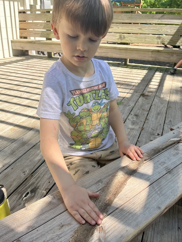 Boy touching real snake skin to learn about snakes and what scales look and feel like