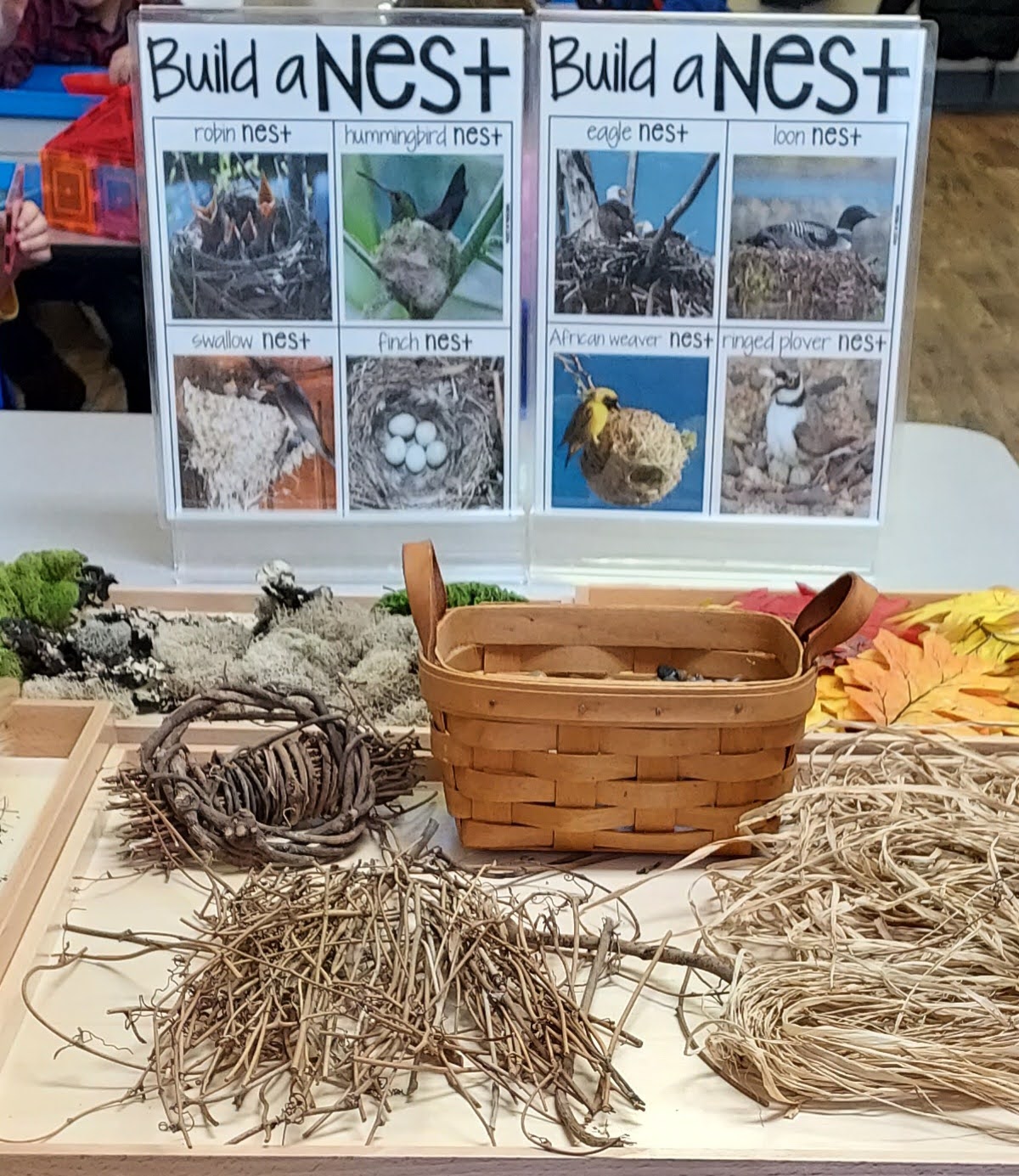 Building a birds nest instructions board and materials