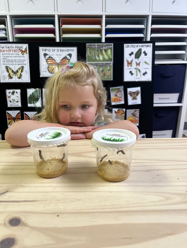 Student observing the caterpillar stage of the Butterfly